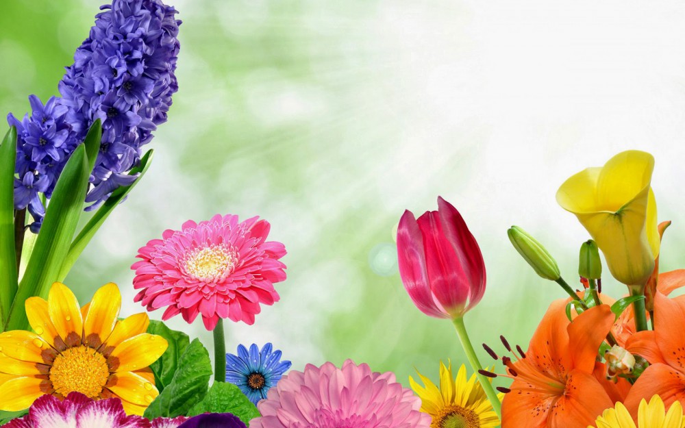 foto-lente-wallpapers-hd-lente-achtergronden-07-verschillende-soorten-en- kleuren-bloemen | RKBS